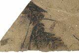 Conifer Needle (Pinus) Fossil - McAbee, BC #274168-2
